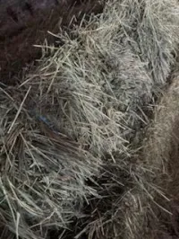 Grass Small Squares – Image 6