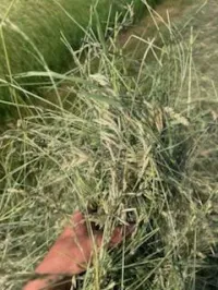 Grass Small Squares – Image 2