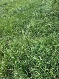 Grass Small Squares – Image 1
