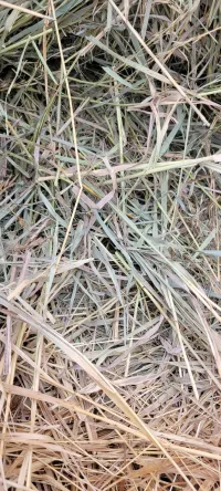 Great Grass – Image 1