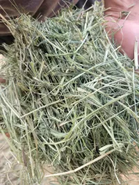 Teff Grass Small Squares – Image 1