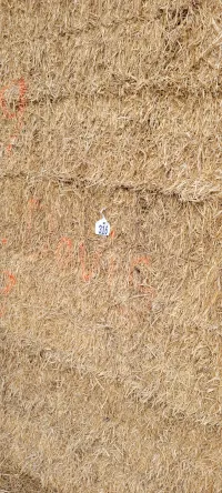 Alfalfa 140 RFV – Image 2
