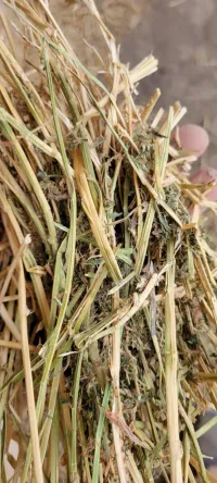 Alfalfa 140 RFV – Image 3