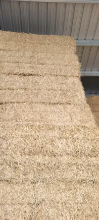 Alfalfa 140 RFV – Image 4