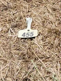 Alfalfa 140 RFV – Image 6