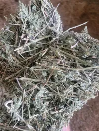 Alfalfa 140 RFV – Image 8