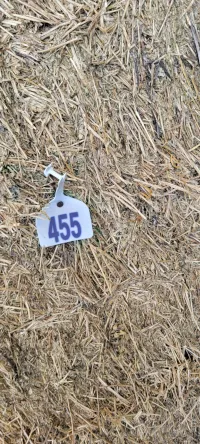 Alfalfa 140 RFV – Image 10