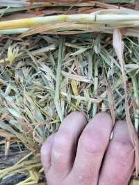Oats bales – Image 3