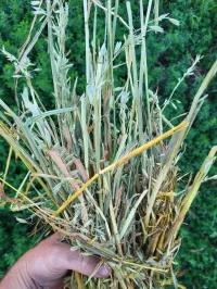 Oats bales – Image 1