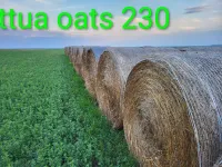 Oats bales – Image 4
