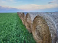 Oats bales – Image 5