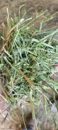 Alfalfa 140 RFV – Image 12