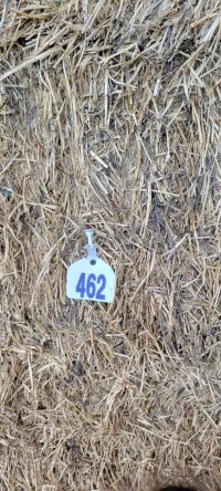 Alfalfa 140 RFV – Image 11
