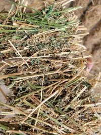 Alfalfa 140 RFV – Image 15
