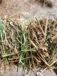 Alfalfa 140 RFV – Image 16