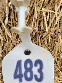 Alfalfa 140 RFV – Image 17