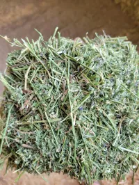 Alfalfa 140 RFV – Image 19