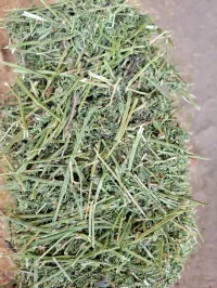 Alfalfa 140 RFV – Image 20