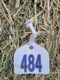 Alfalfa 140 RFV – Image 21