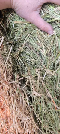 Alfalfa 130 RFV – Image 1