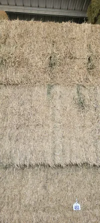 Alfalfa 170 RFV – Image 6