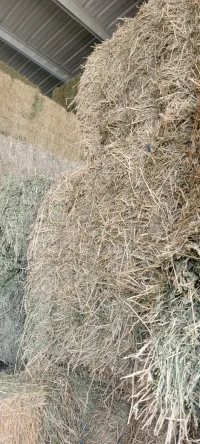 Alfalfa 170 RFV – Image 5