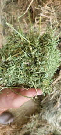 Alfalfa 170 RFV – Image 4