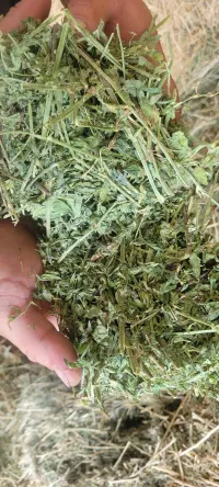 Alfalfa 170 RFV – Image 3