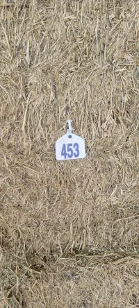 Alfalfa 170 RFV – Image 2