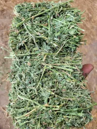 Alfalfa 170 RFV – Image 1