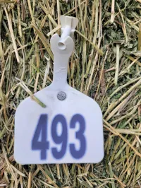 Alfalfa 170 RFV – Image 9