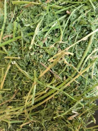 Alfalfa 170 RFV – Image 11