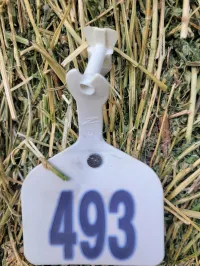 Alfalfa 170 RFV – Image 13
