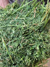 Alfalfa 150+ Small Square Bales – Image 1