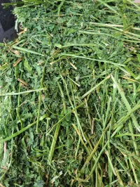 Alfalfa 150+ Small Square Bales – Image 3