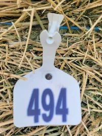 Alfalfa 150+ Small Square Bales – Image 5