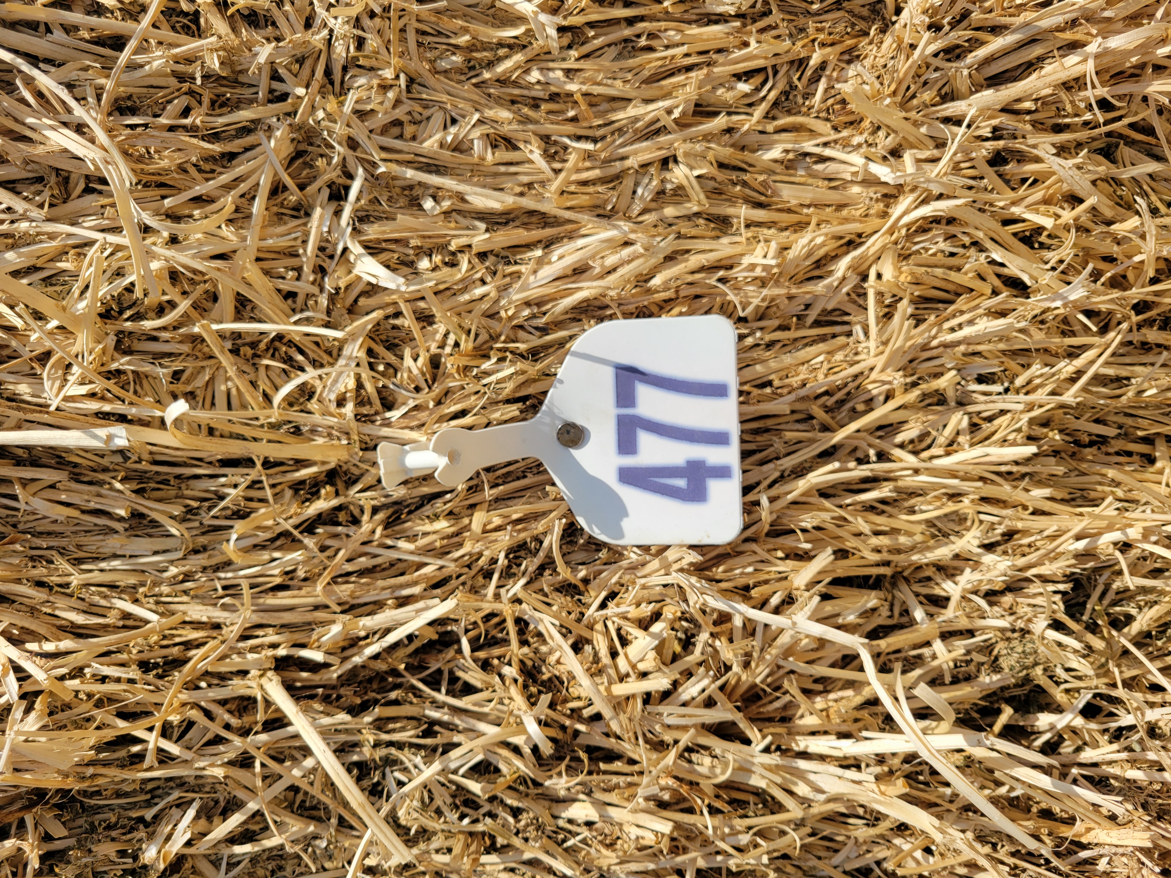Alfalfa 160 RFV – Image 5