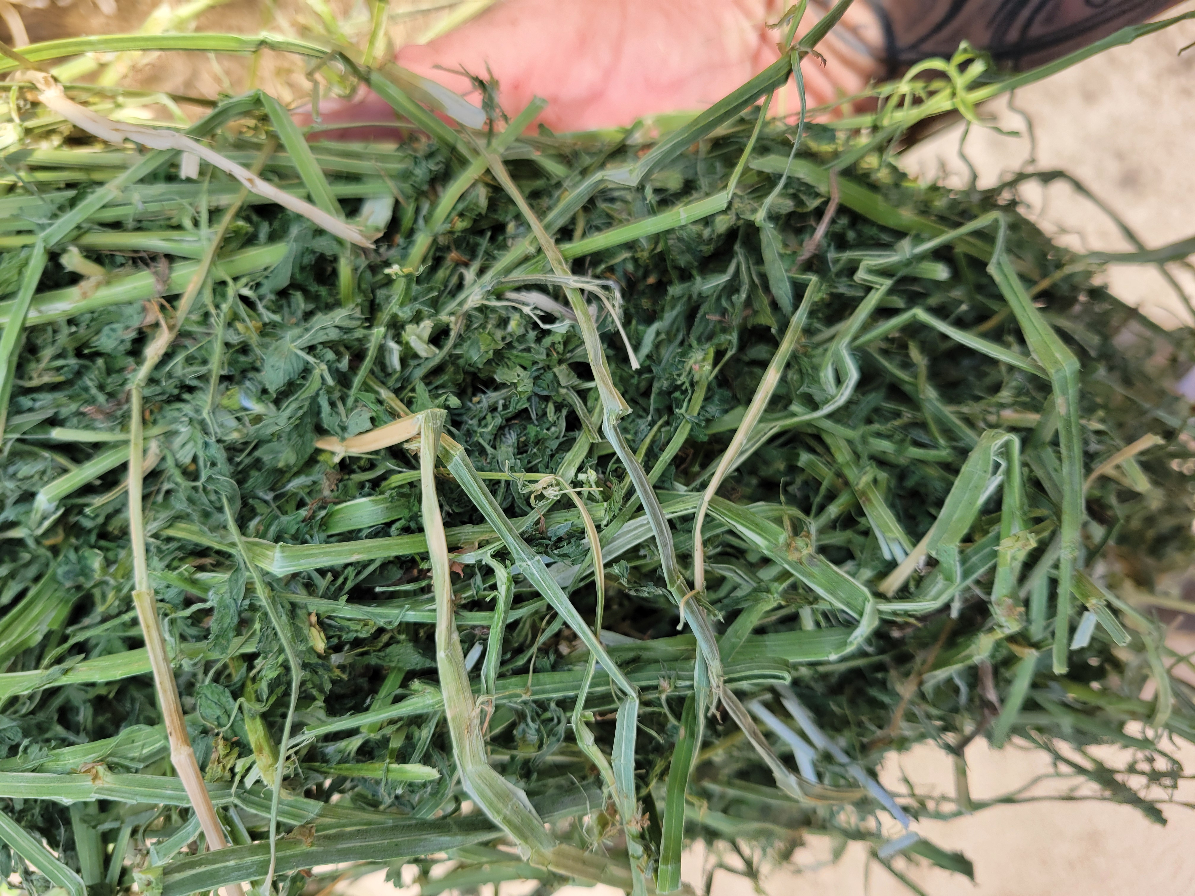 Alfalfa 160 RFV – Image 4