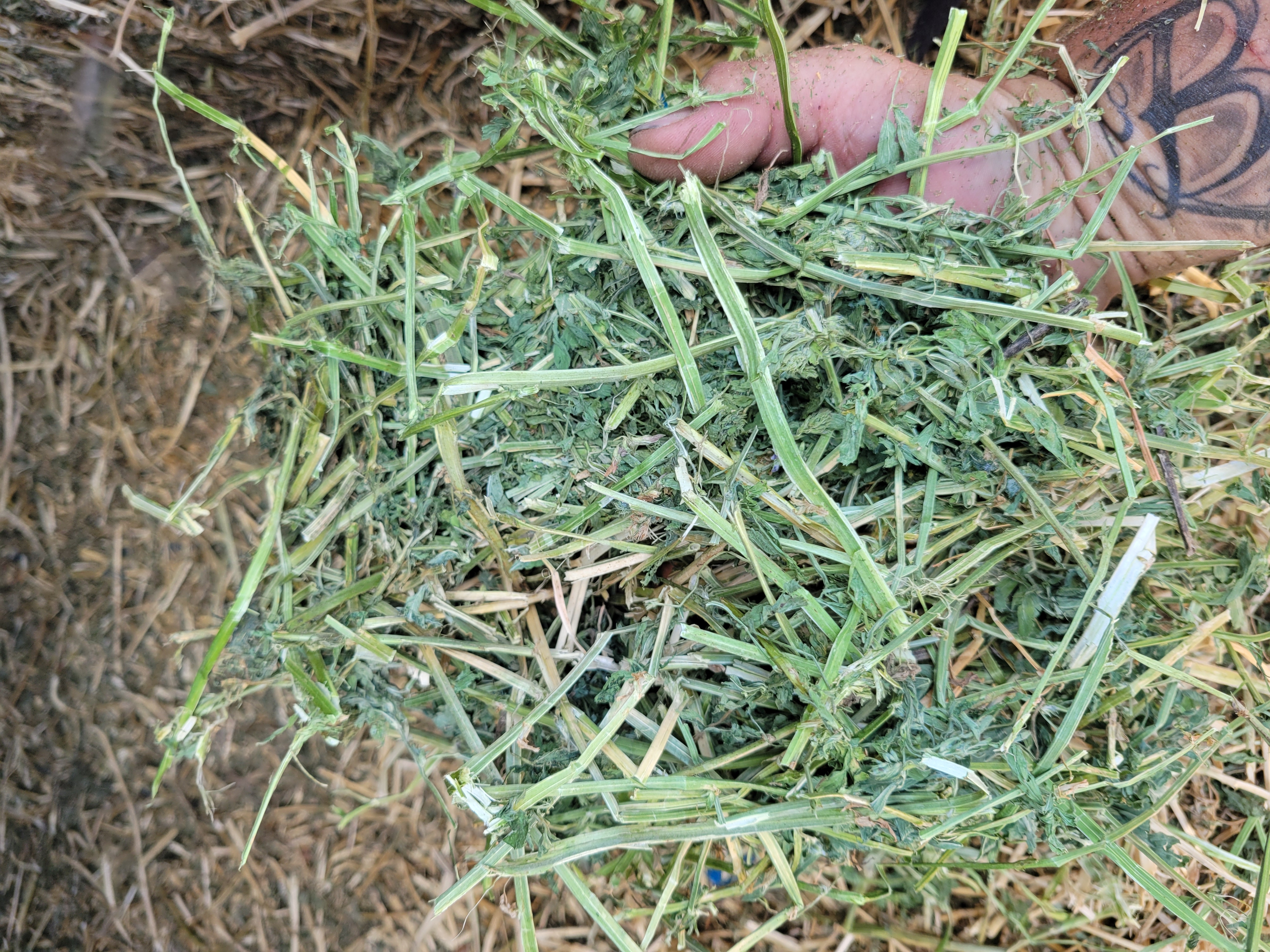 Alfalfa 160 RFV – Image 6