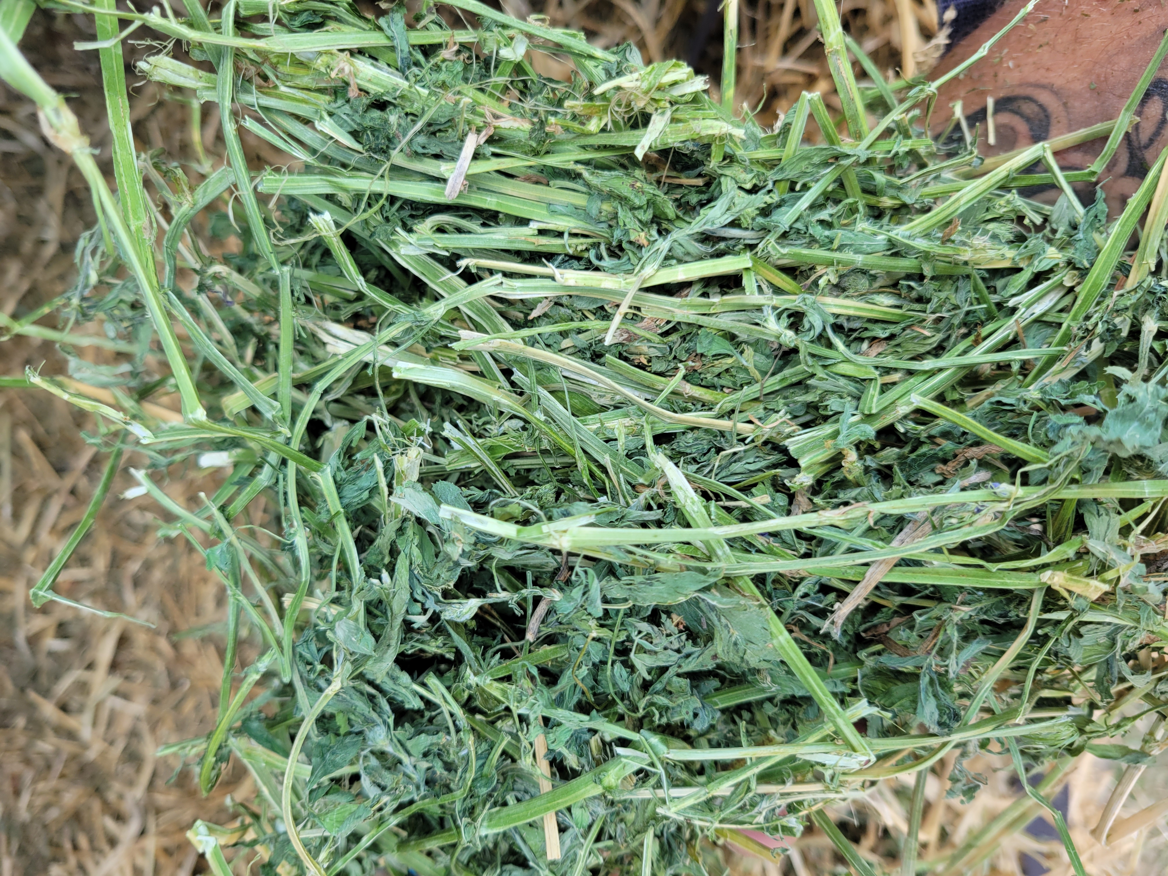 Alfalfa 160 RFV – Image 7