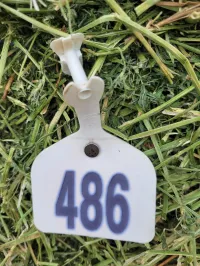 Wet Alfalfa – Image 2