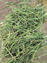 Wet Alfalfa – Image 3