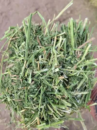 Wet Alfalfa – Image 1