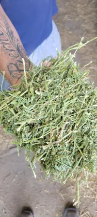 Alfalfa 200 RFV – Image 3