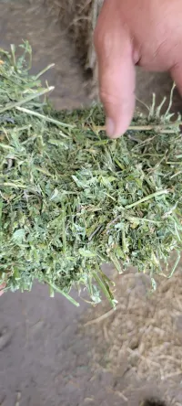 Alfalfa 200 RFV – Image 4