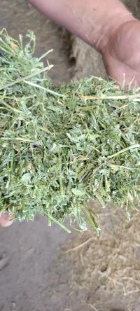 Alfalfa 200 RFV – Image 5