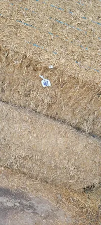 Alfalfa 200 RFV – Image 7