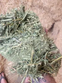 Alfalfa 200 RFV – Image 9