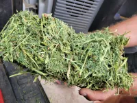 Alfalfa 200 RFV – Image 1