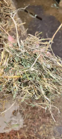Alfalfa 100 RFV – Image 1